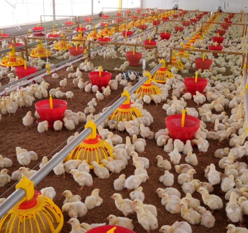 chicken farming business plan