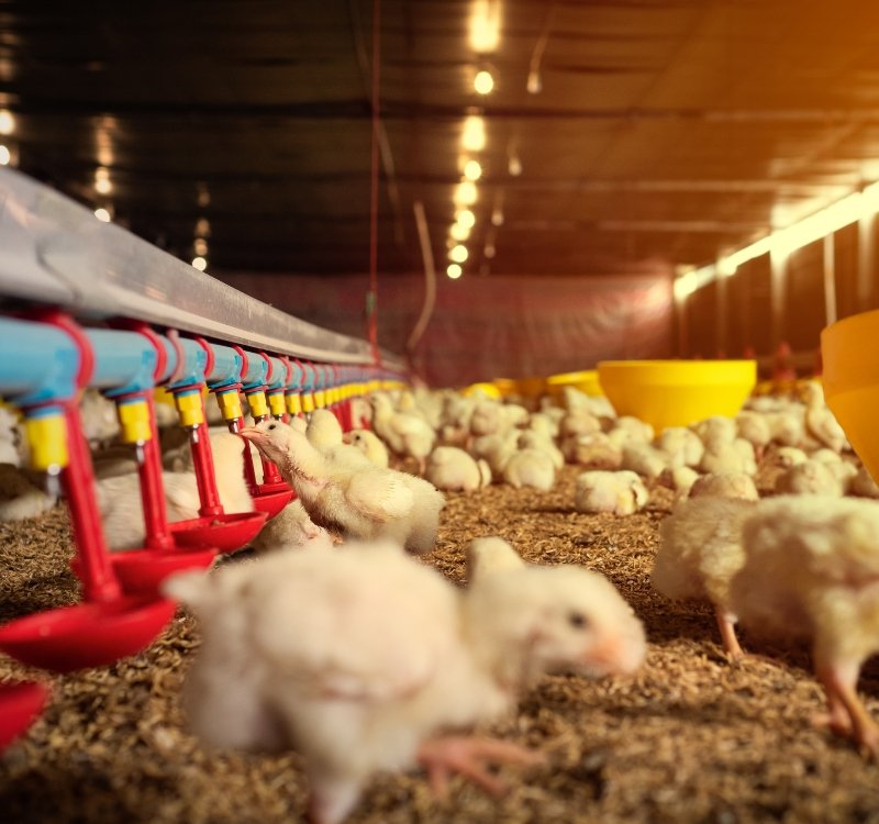 chicken farming business plan