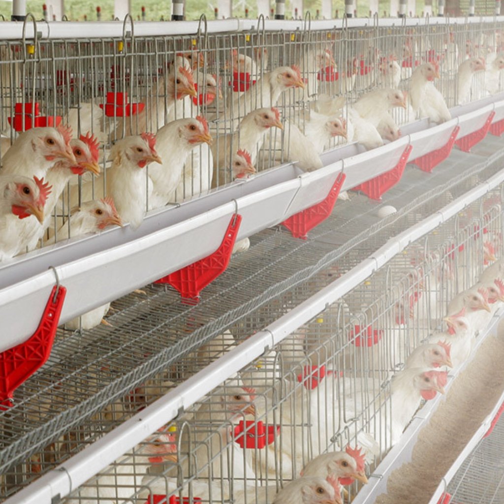 Layer Cage Feeder