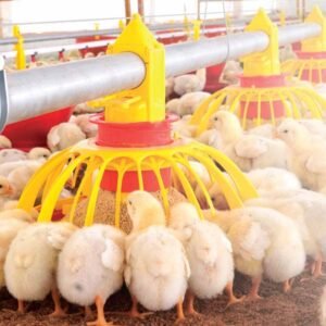 Poultry Feeding Systems