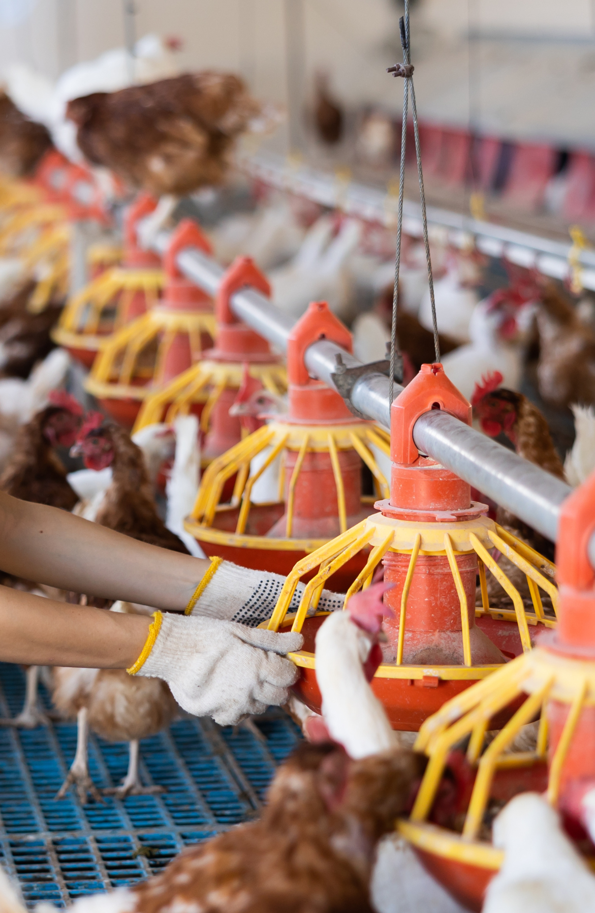 poultry feeding system