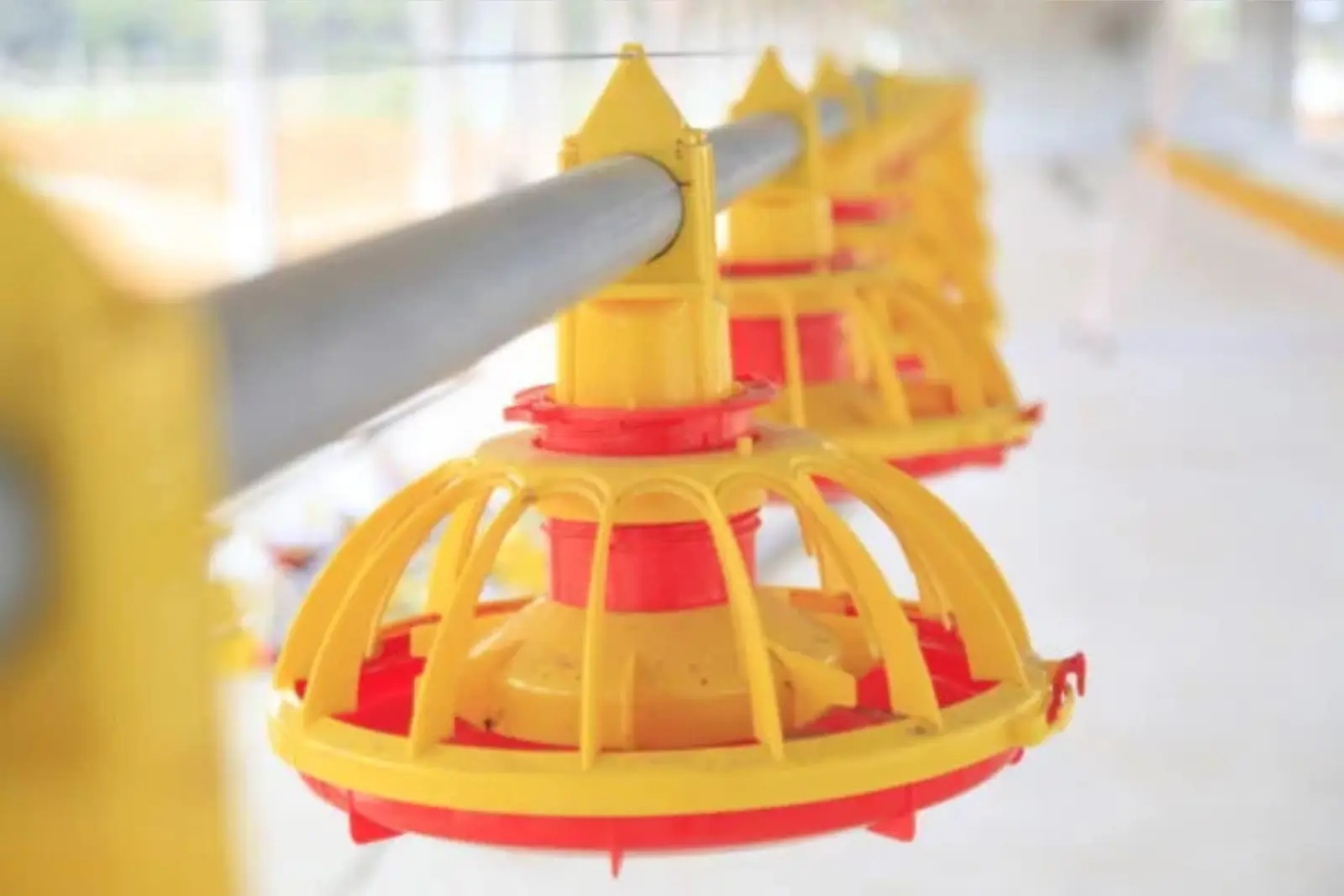pan feeder for poultry feeding system with efficient feed distribution by Roots Poultry Industries