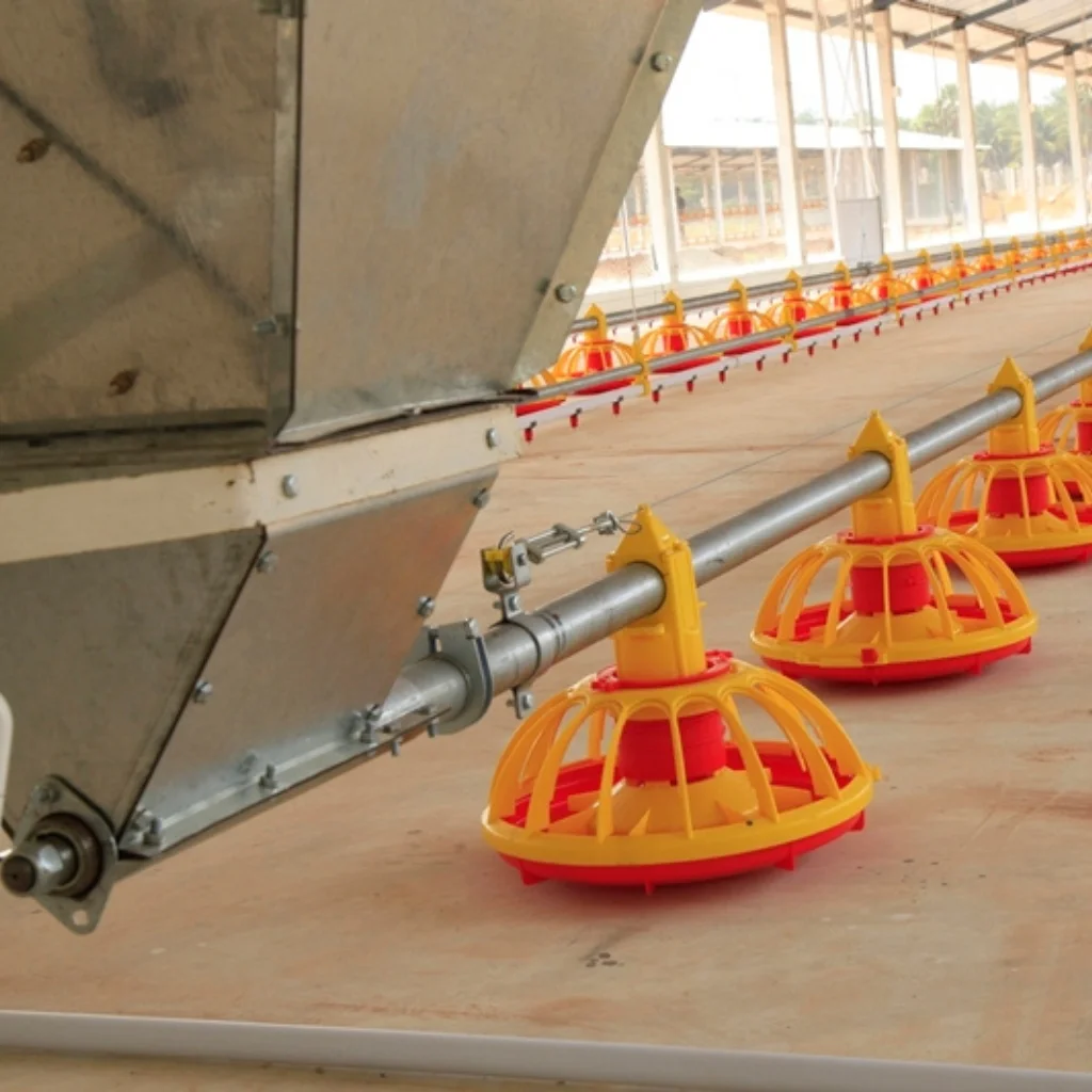 automatic poultry feeder system for efficient feed distribution in poultry farm by Roots Poultry Industries