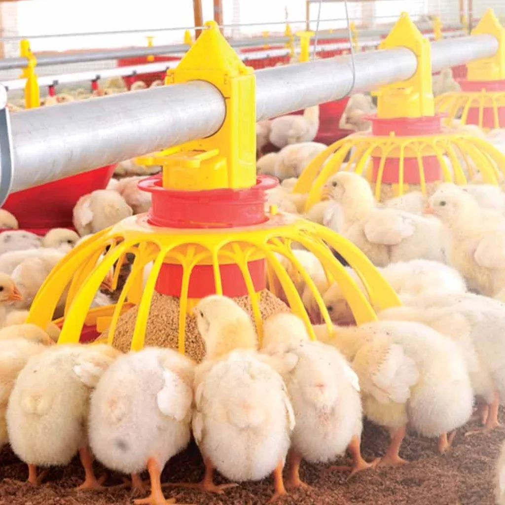 broiler feeder for poultry feeding system efficient growth solution by Roots Poultry Industries
