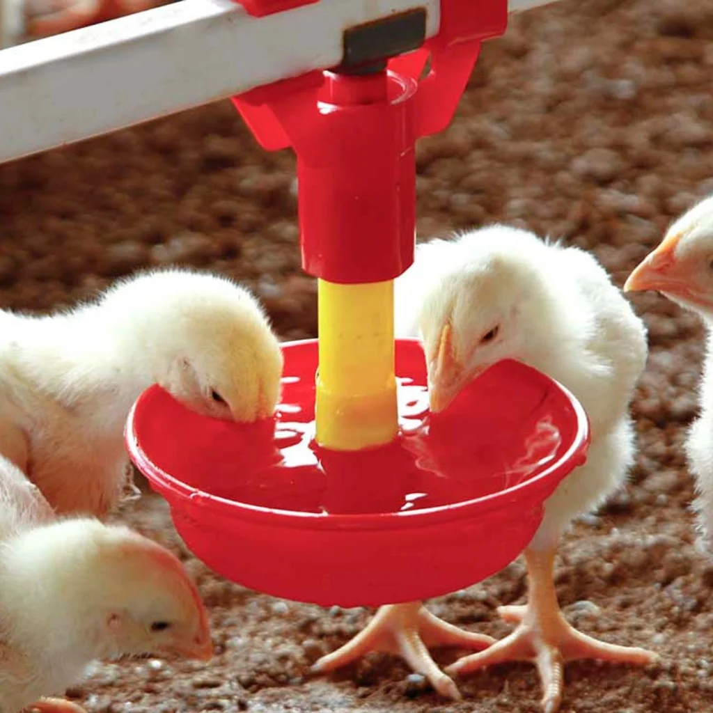 poultry drinking system for clean water supply in poultry farm by Roots Poultry Industries